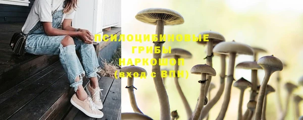 сатива Магадан